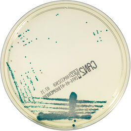 CHROMID Candida